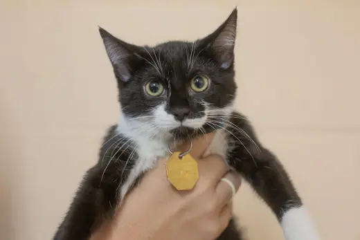 Kona
