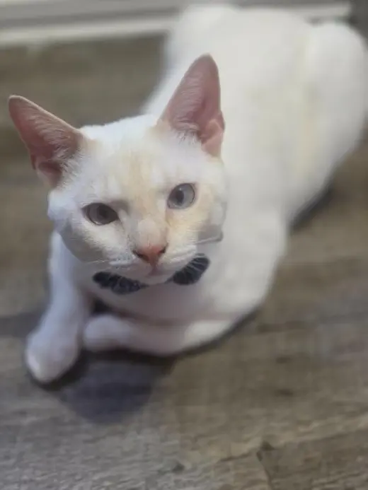 Snowball
