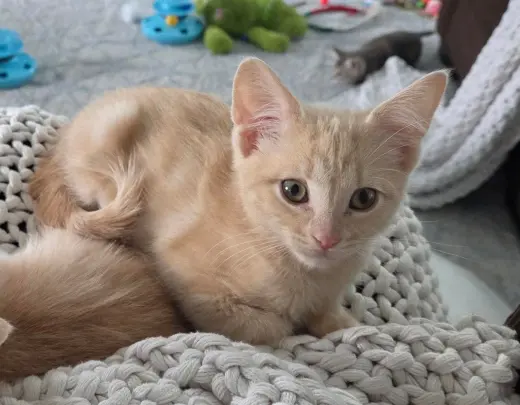 Pippin