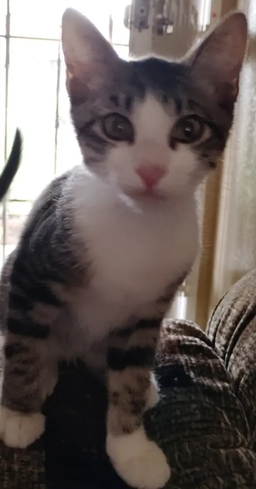 Thomas