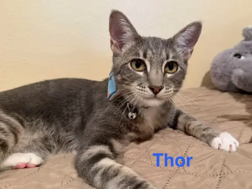 Thor