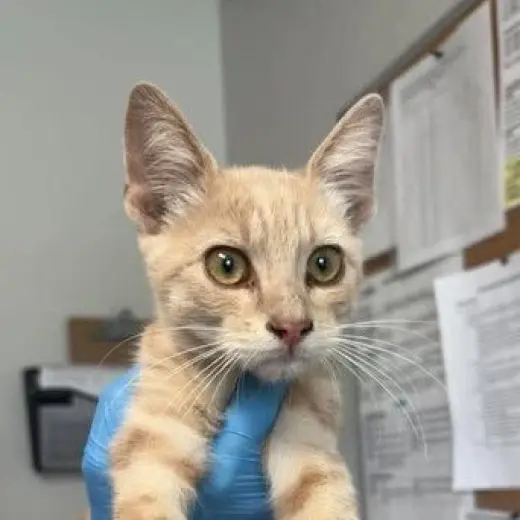 Squash