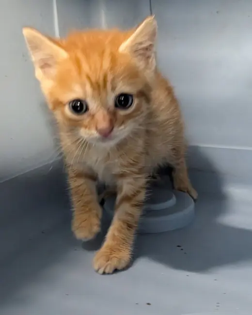 Rusty