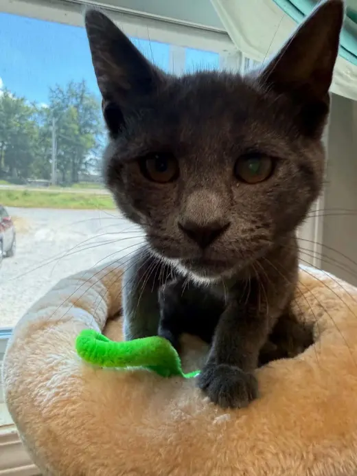 Ravenpaw