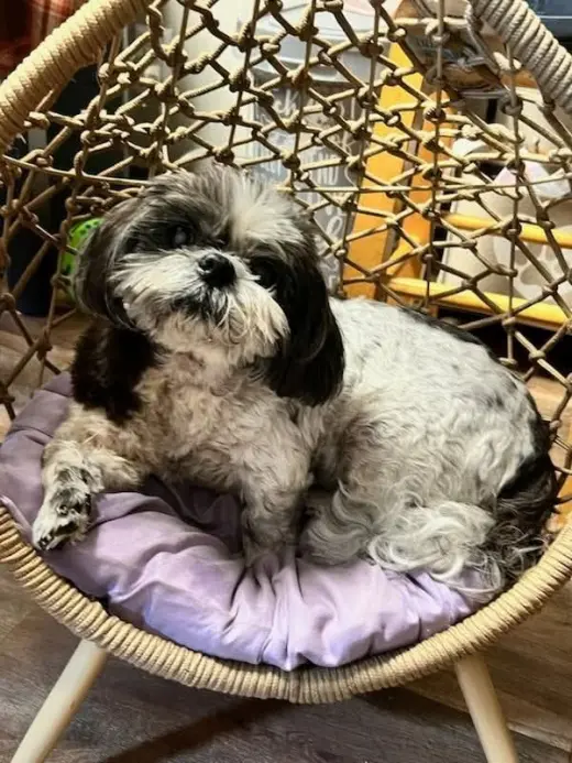 Maggie