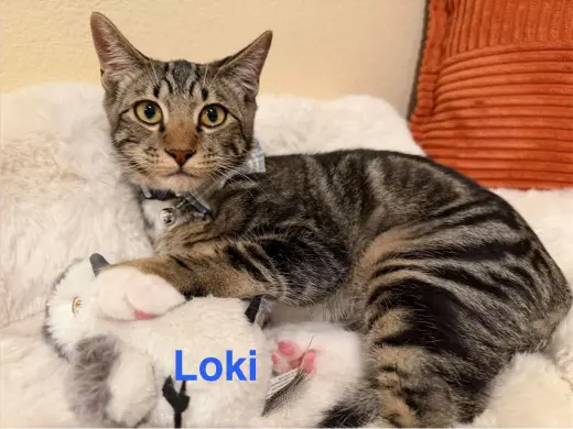 Loki 3