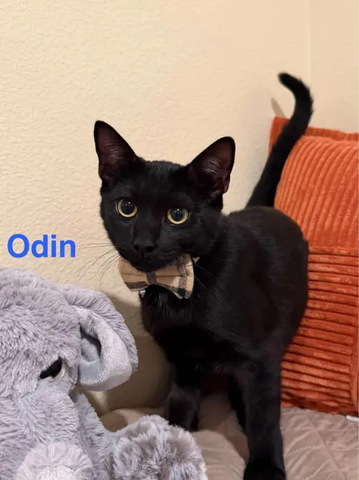 Odin