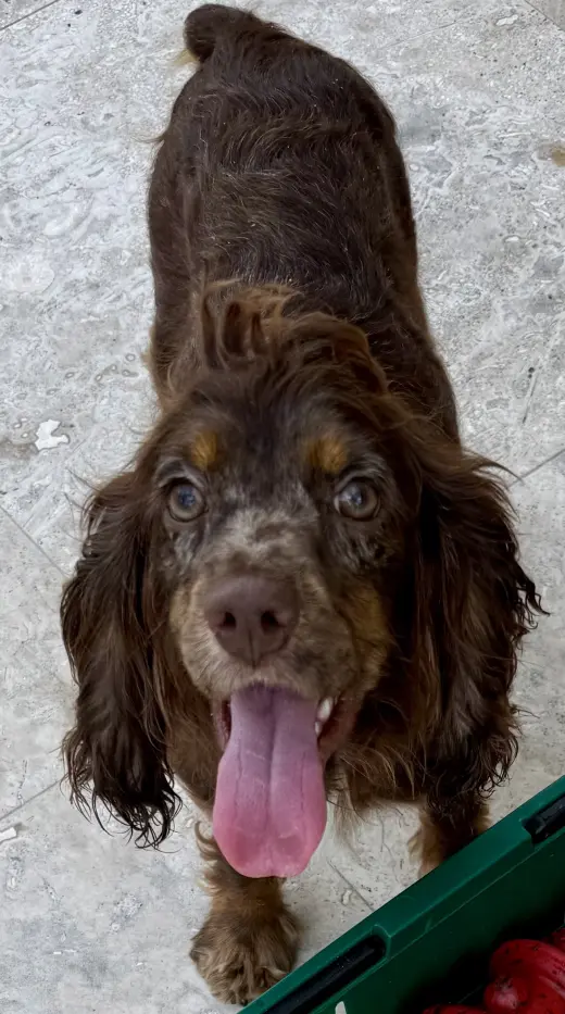 Lady Cocker Spaniol purebred puppy