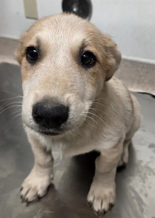 *ENZO