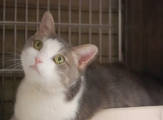 YUKI
