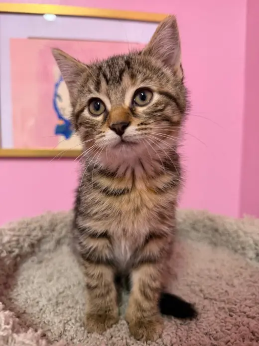 Hazelnut "Hazel"  * IN FOSTER *