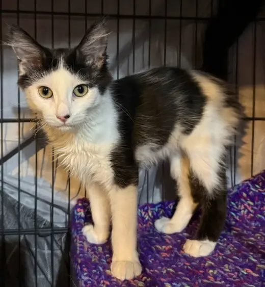 Pawmegranate *IN FOSTER*