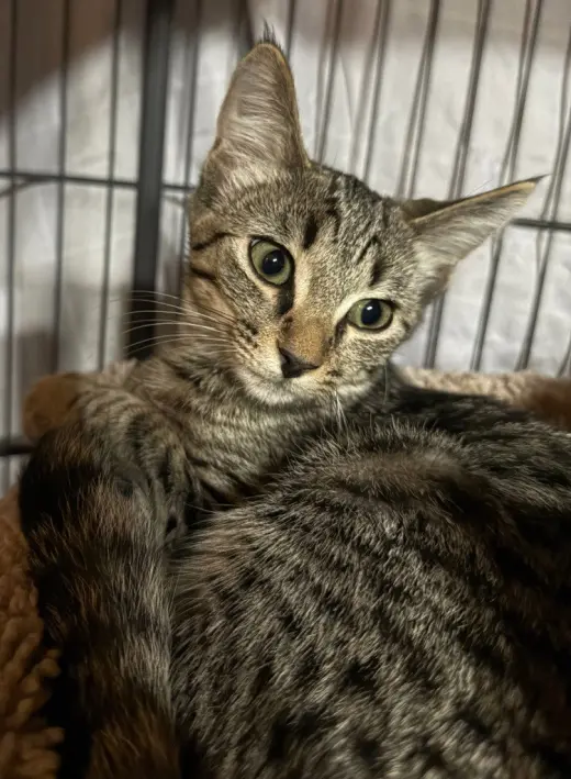 Catelope *IN FOSTER*