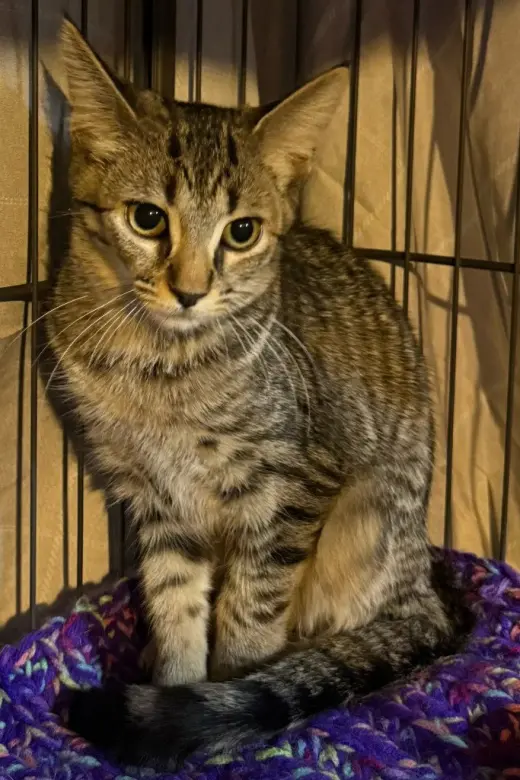 Swatermelon *IN FOSTER*