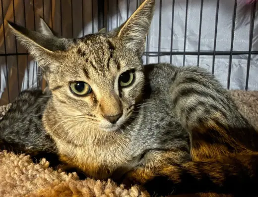 Clawberry *IN FOSTER*