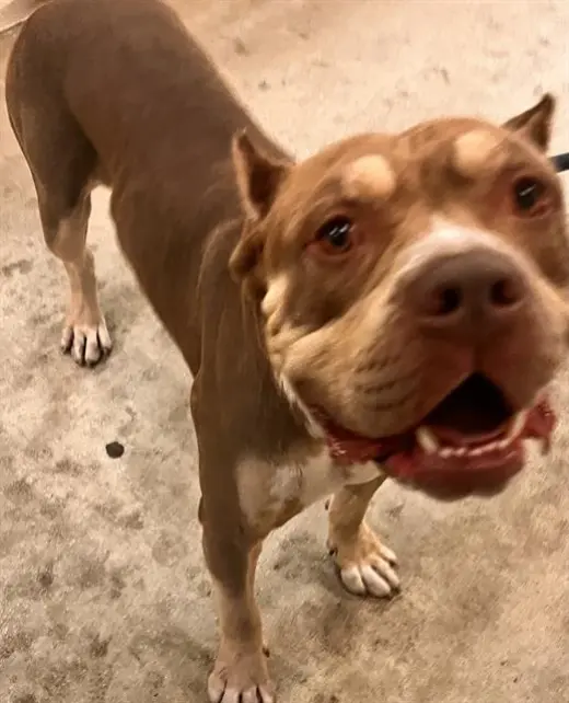 FRANK