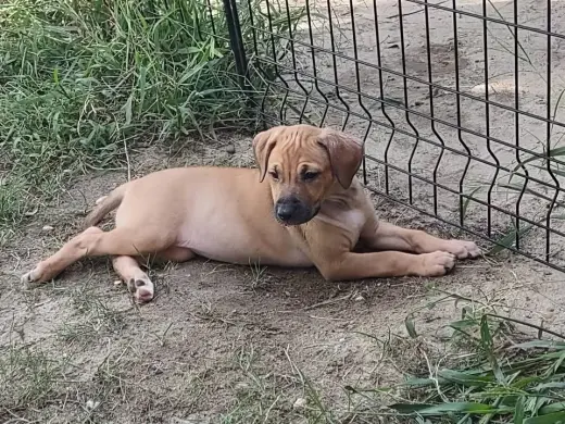 Daisy