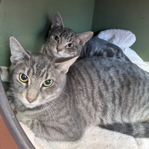 Frito & Dorito