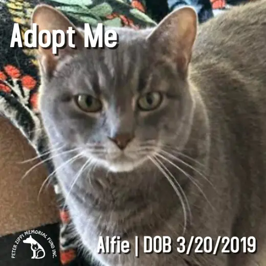 Alfie