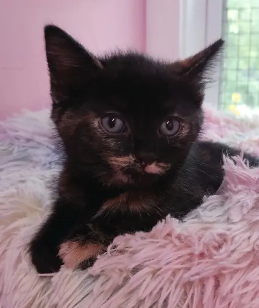 Pistachio * IN FOSTER *