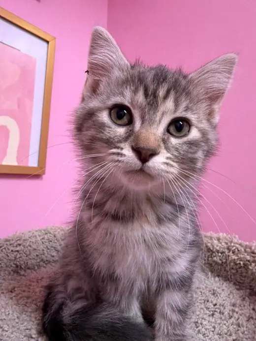 Nutmeg "Meg"  * IN FOSTER *