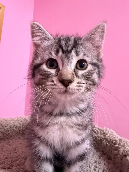 Macadamia "Mac"  * IN FOSTER *