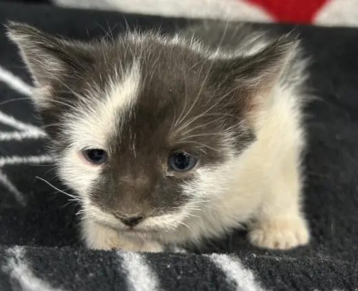 JANE PAWSTEN
