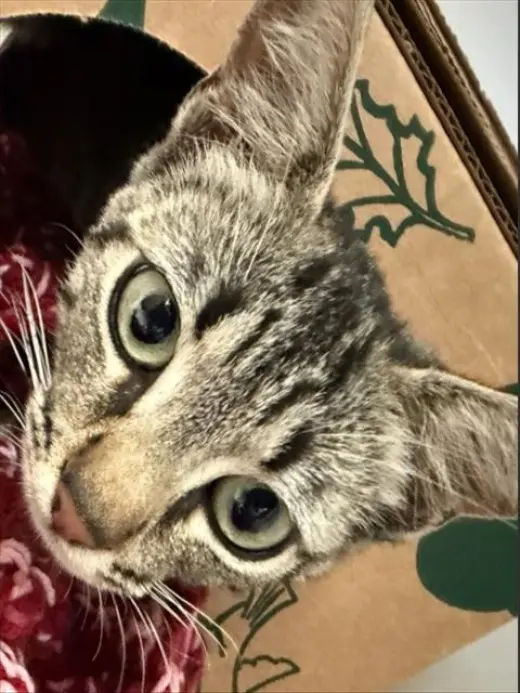 RUBY