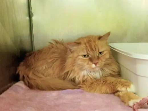 GRILLED CHEESE SAMMIE