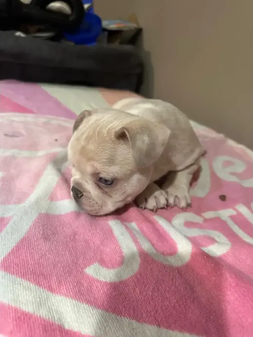 🐶 FRENCH BULLDOG EN VENTA! 💕🐾