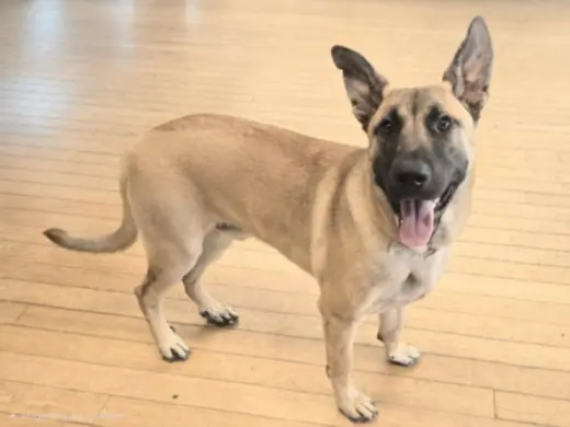 ROCKO