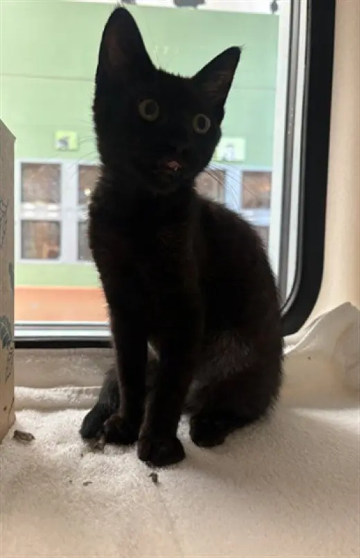 NEOW NEOW