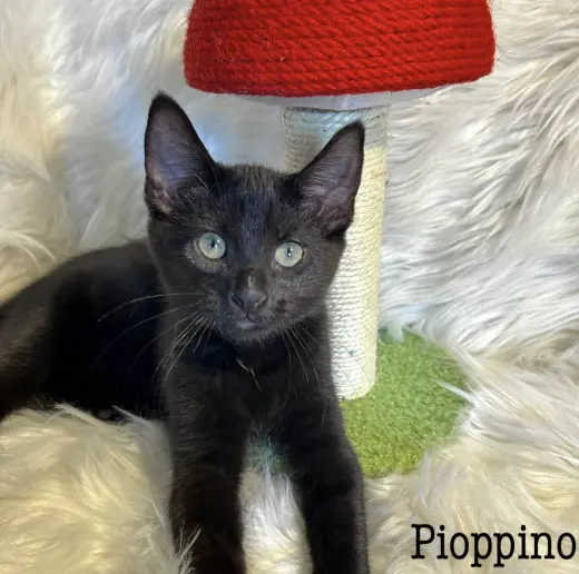 Pioppino