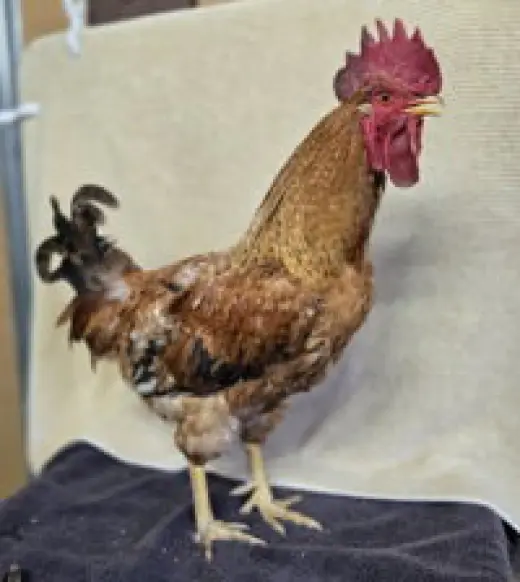 Pedro
