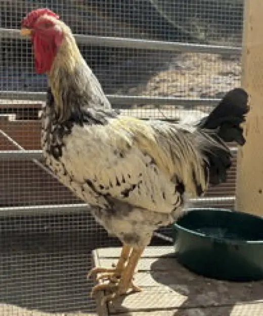 Francisco