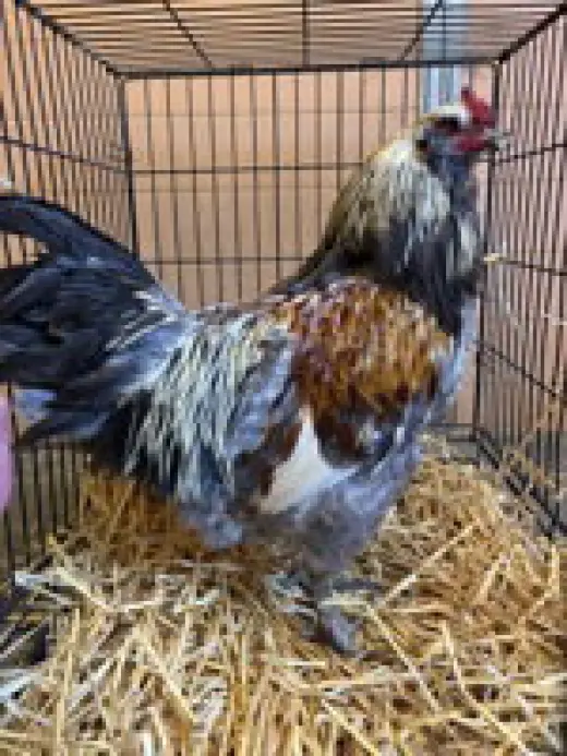 Enzo