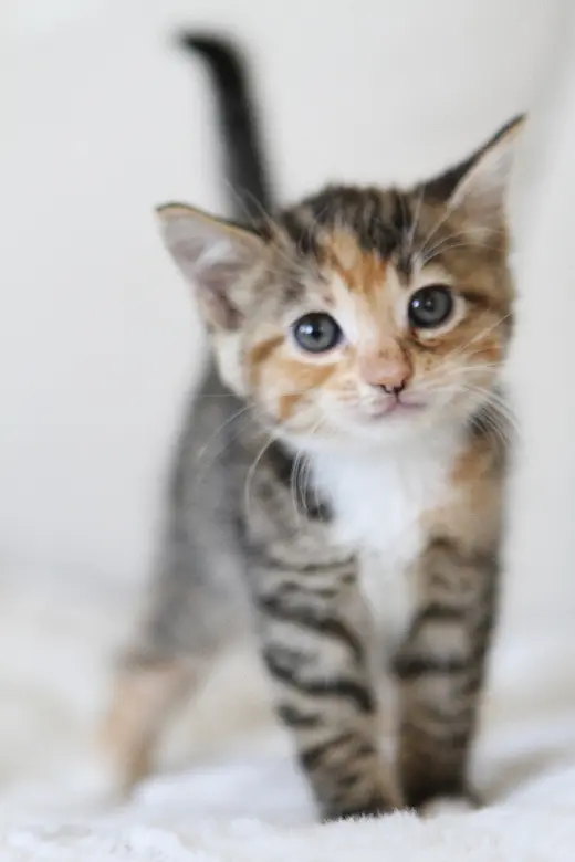 Hazel