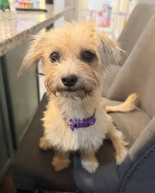 Penny