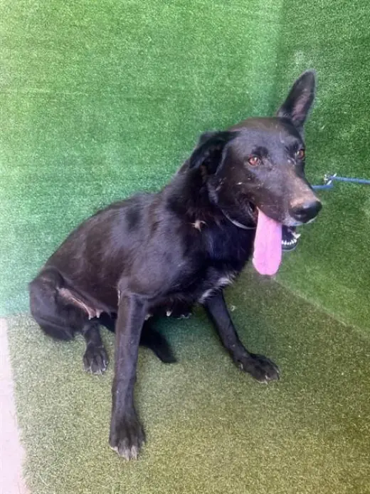 BLACKIE