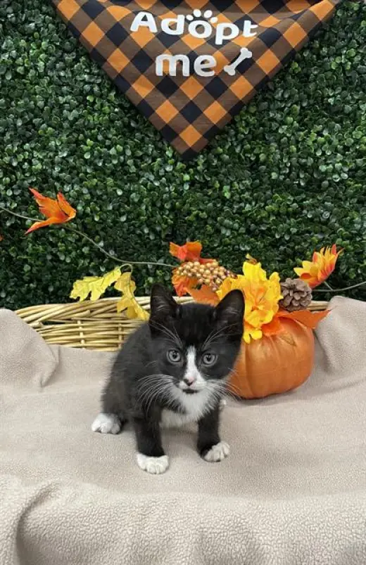 JASPURR