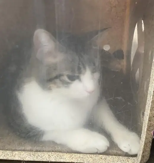 BIZKIT