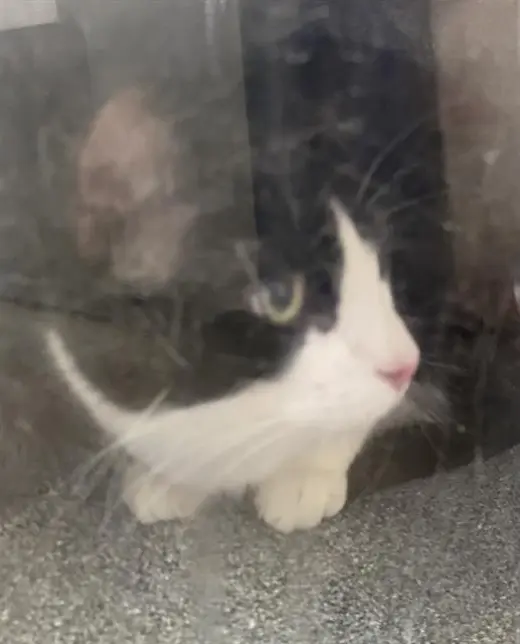 KIKI