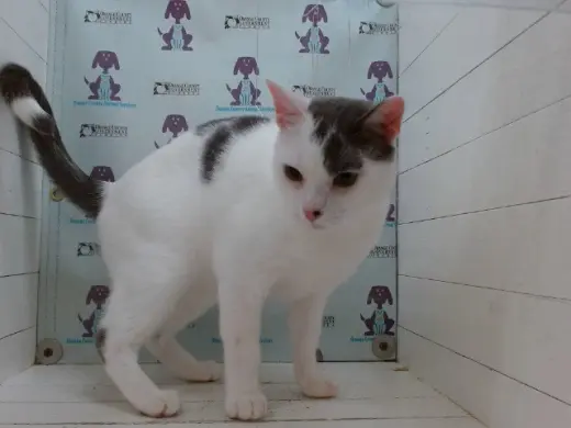 LU