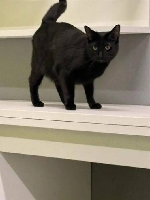 BEAU
