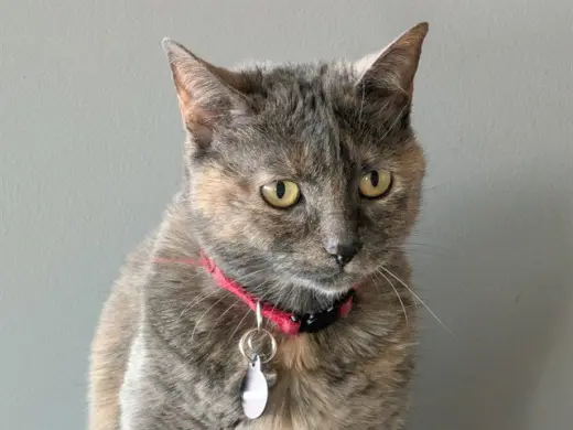 TIKA