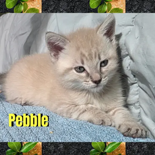 Pebble