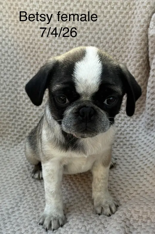 Betsy (in foster)