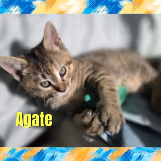Agate