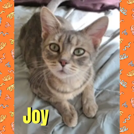Joy