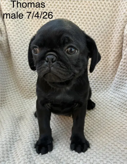 Thomas (in foster)